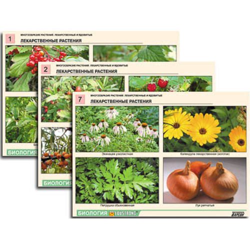 Комплект таблиц по ботанике раздат. "Многообразие растений. Лекарственные и ядовитые" (16 шт.,А4,лам)